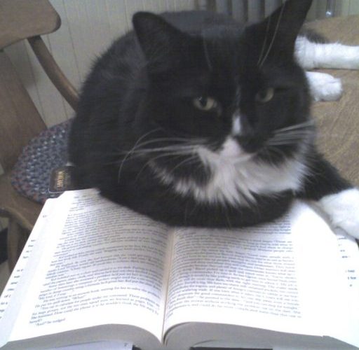 Tuxedo cat sitting on an open book, looking at you.
